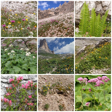 collage with alpine flowers, images from Dolomiti Mountains in Italy, Europeの写真素材