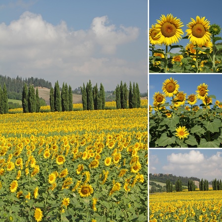 images from   Tuscany, Italy, Europeの写真素材