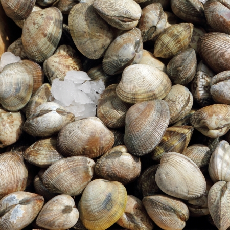edible clams on belgian fish market, Brussels, Belgium, Europe