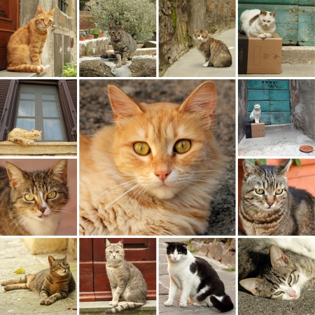 italian cats collageの写真素材
