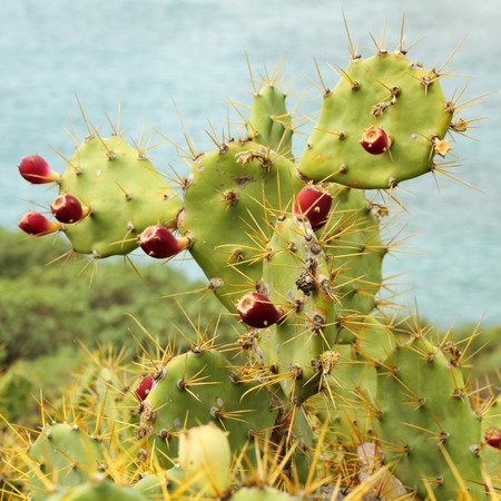 Opuntia stricta - growing plant with fruits   know also as   Cactus dillenii, erect Prickly Pear...