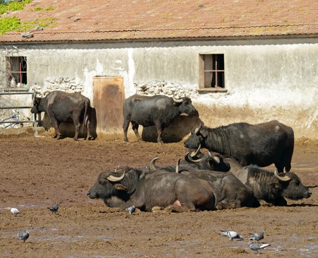 Bufala mediterranea italiana     Mediterranea Italiana   type of water buffalo bred mainly  for production of  buffalo milk used  for mozzarella di bufala campana of Campania , farm in Paestum,Italyの写真素材