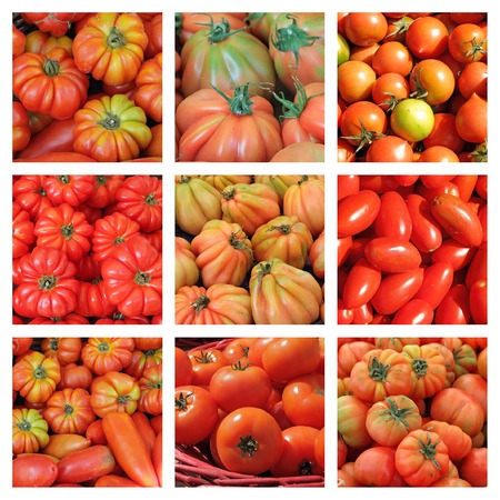tomato  collage の写真素材