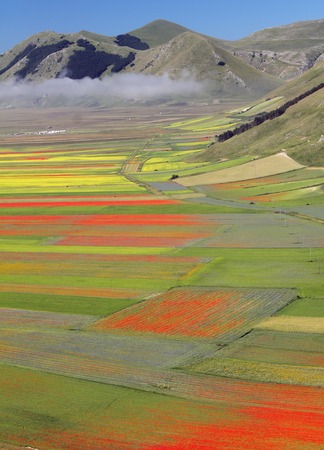 fantastic colorful flowering of fields on Piano Grande in National Park of Sibillini Mountains in Italyの写真素材