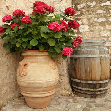 flowering hortensia in elegant ceramic vase in Spello village, Umbria, Italyの写真素材