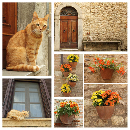dog, cats and flowers on idyllic tuscan terraceの写真素材