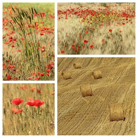 idyllic images with poppies in tuscan countrysideの写真素材