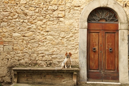 small dog sitting on stone bank in front of the tuscan house, Italy, Europeの写真素材