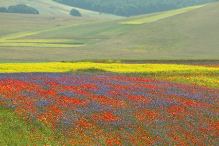 multicolor fields with wild flowers on Piano Grande  Great Plain - large plateau in the central Italian Apennine mountainsの写真素材