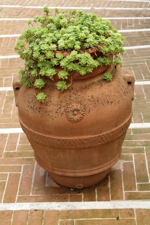 traditional ceramic vase with plant on paved street, Tuscany