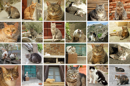 italian street cats collageの写真素材