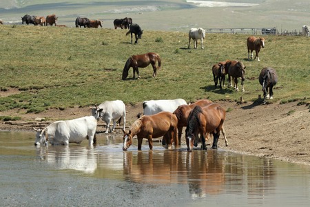 horses and cows at watering place, Campo Imperatore in Abruzzo , Italyの写真素材