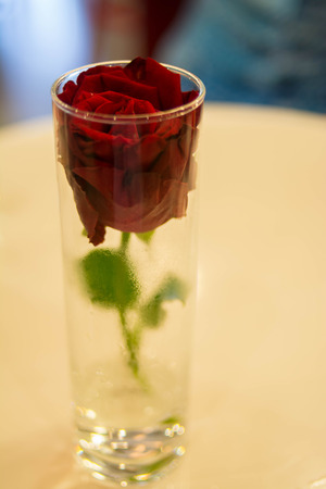 red rose in glassの写真素材