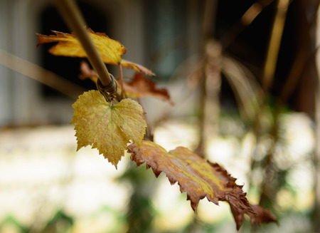 vintage backgroung with bunch of vineの写真素材