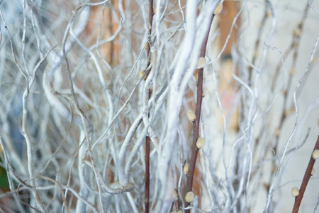 Close up Dried plant with selecting focusの写真素材