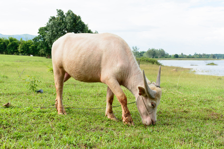 Albino buffalo eating grass in farm on mid noonの写真素材