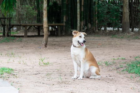 dog in autumn sitting on grassの写真素材