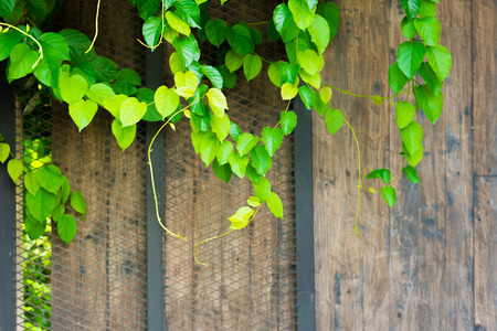 Green ornamental climbing plants on wooden doorの写真素材