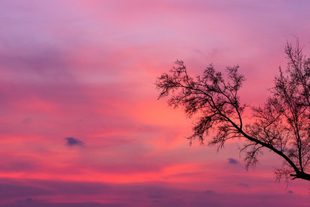pinky sky with beautiful twilight and silhouette of treeの写真素材