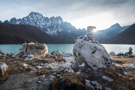Big black Himalayan yak drinking water from the Gokyo lake in Nepal. View of amazingly beautiful transparent turquoise waters of the mountain lake under the clear blue sky on a bright sunny day.の写真素材