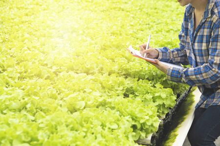 Organic vegetable farm, asian woman farmers inspect organic vegetables in the farm, vegetable salad, vegetable farm for commercial trade, Small business entrepreneur and organic vegetable farm conceptの写真素材