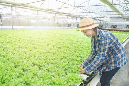 Asian pretty woman pick green oak in greenhouse organic nursery farm, Small business entrepreneur and organic vegetable farm and healthy food concept.の写真素材