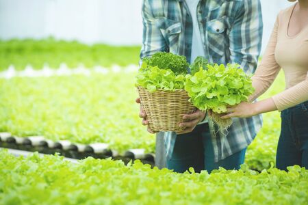 Hand of asian man and asian woman hold basket of green lettuce in greenhouse hydroponic farm, Small business entrepreneur conceptの写真素材