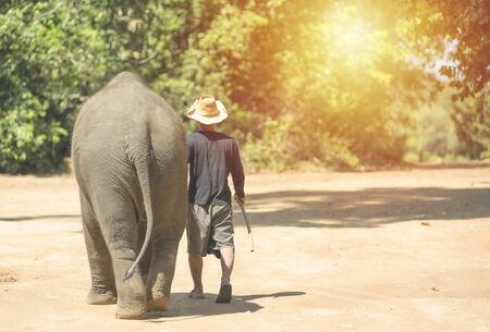 Working asia elephant and rider asian man in the park thailand, copy space for background and advertise.の写真素材
