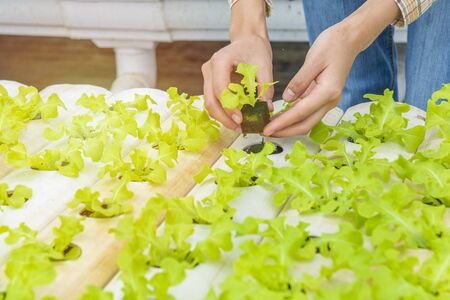 Hand of asian farmer gardener woman pick up baby green oak in greenhouse hydroponic organic farm ,Small business entrepreneur and organic vegetable farm and healthy food conceptの写真素材