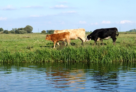 Black, white and red cattle and calf walk along the reedy banks of the Great River Ouse in the fenlands near Ely, Cambridgeshire, England.の写真素材