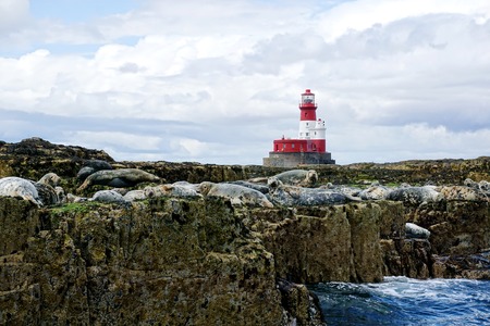 FARNE ISLES, UK - JULY 19 2015: Grey seals Halichoerus grypus lie on rocks in the Farne Isles, Northumberland, England. Longstone Lighthouse, built in 1826, is visible in the background. National Trust property, viewed from the public right of way sea.のeditorial素材