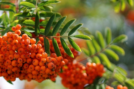 Dense orange berry clusters and pinnate leaves of the mountain ash, or rowan, tree, Sorbus...