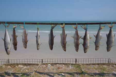 Picture of freshly caught fishes tied up and hanged to dry for p