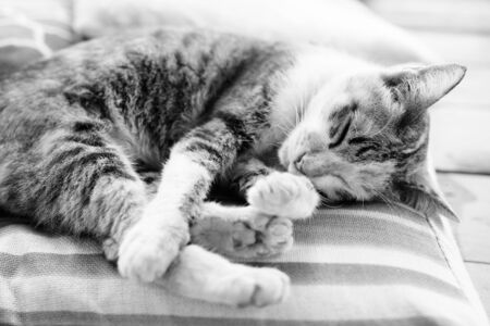 Cute Calico Cat Sleeping On The Cushionの写真素材