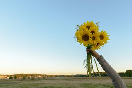 Hand of young woman holding group of sunflowers against the field and blue skyの写真素材