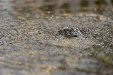Portrait of bubbling water in nature by the lake outdoorsの写真素材