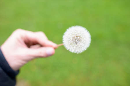 Closeup of blooming dandelion against view of the grass fieldの写真素材