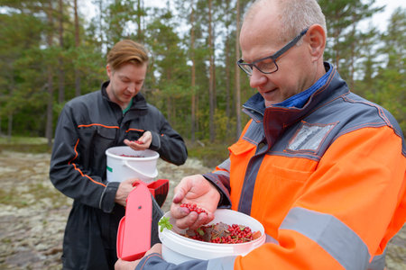 Portrait of happy mature man and young man harvesting bucket of lingonberries together in the forest