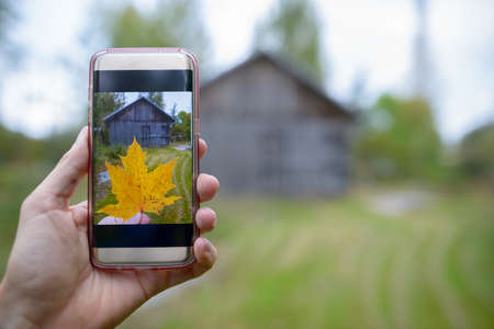 Mobile phone with picture of autumn maple leaf taken against view of wooden cottageの写真素材