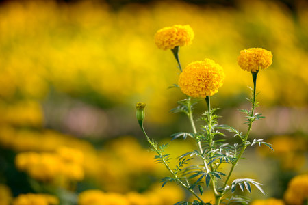 Beautiful yellow flowers blooming in the garden