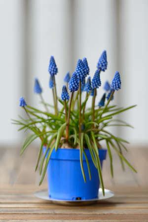 Portrait of blooming blue flowers against wooden tableの写真素材