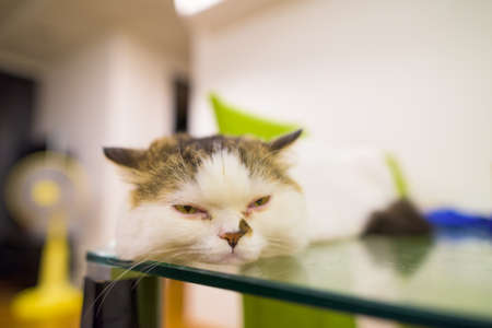 Sleepy Persian cat relaxing on table at home indoors wide angle close-up shotの写真素材