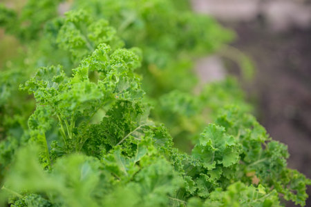 Kale in the vegetable garden, selective focus, shallow depth of field.の写真素材