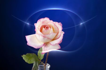 A pink rose isolated against a dark blue background in the horizontal format.の写真素材
