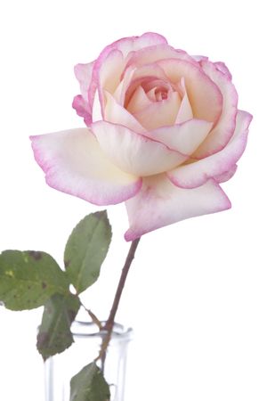 A pink rose isolated against a white background in the vertical format.の写真素材