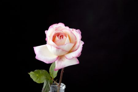 A single pink and white rose  isolated against a black background with copy space.の写真素材
