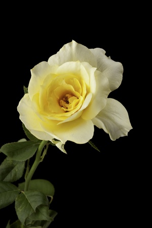 A yellow rose bud flower bloom isolated against a black background with copy space.の写真素材