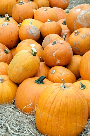 A large group of pumpkins piled up ready for selling for fall, Thanksgiving, or Halloween in the vertical  format.の写真素材