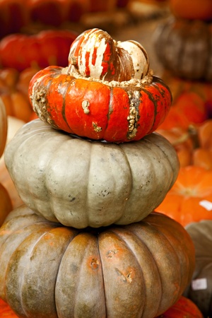 A stack of different Halloween or Thanksgiving pumpkins in the vertical format.の写真素材