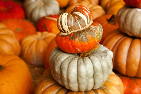 A large stack of pumpkins in the horizontal format.の写真素材